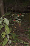 Southern spicebush <BR>Pondberry